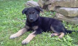 We have 1 male AKC registered German Shepherd puppy left. He is 9 weeks old and ready to go. First shots, and wormed. Comes with full registration. Home raised, underfoot around children and other pets. Going to be a big boy! Price is Firm.