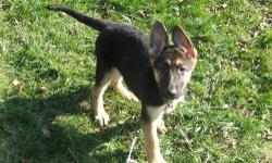 Dandy is a 12 week old AKC german shepherd male puppy. He is utd on all his shots. Both of his parents are hip certified with OFA as good. He comes with a 2 year guarantee from any genetic health defects. Hee has a good temperment
