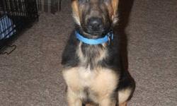 Trooper is a 3 month old black and tan pure bred german shepherd. He is a very loveable boy, great around kids and will be a good pet. He is up to date on all his shots. He has champion bloodlines