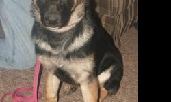 Daffy is a 5 month old black and tan pure bred german shepherd. She is a very loveable girl, great around kids and will be a good watch dog. She is up to date on all her shots. She has champion bloodlines