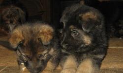 GERMAN SHEPHERD Pups- Nice heavy boned Real German Shepherds.
German Bloodlines. Raised in the home. Health, hip and temperment guarantee.Shots-wormed.
I guarantee and stand behind my dogs for life.
These are some real nice pups. Lots of drive. Perfect
