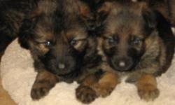 AKC German Shepherd pups- Shots, wormed. Lifetime Guarantee.
Hip, health and temperment Guarantee.Beautiful Red and Black color,(also Red Sables)
Both Parents-full brother on premises.Mother Full DDR German Import- Father German Showline Import. these