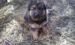 AKC German Shepherd pups- pups will have shots, dewormed.
Large, heavy boned excellent bloodlines. Raised in the home.
100% lifetime hip,health temperment GUARANTEE. 3/4 German Showline, 1/4 DDR.
One male/ two females Red and Black
Excellent family