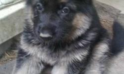 2 female German Shepherd puppies. Black and Red. Shots-wormed. Hip,health and temperment Guarantee.
Raised in the home. Oversized,large,heavy boned. Excellent Pedigree.
607-967-4614