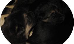 Pixie gave us a beautiful litter of 7 pups on 3-3-14, they will be ready 8 weeks from this date. They are fat and very cute, boys and girls! $600 without papers, $800 with AKC papers, breeding rights. They will have their 1st shots and be de-wormed