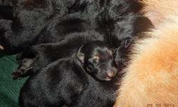 Eight beautiful babies were born on March 21st. Six females and two males are available. All pups will be black and tan standard coat. Price is $650.00. Pups come with first vaccinations, de-worming, and a health certificate.
We are retiring from breeding