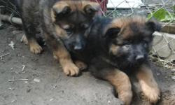 German Shepherd pups. 3 females left. One coated Red Sable,
shots/wormed. Born and raised in home. They just love kids.
lifetime hip, health and temperment guarantee.
parents and grandparents on premises.
607-967-2499 or 607-967-7227
started on house