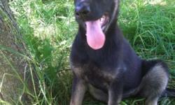 Nice pedigree. Excellent drive and sound temperament . Family raised, with children and other shepherds. , Loyal, smart & Quick learners. Both parents on site, good hips and healthy, , Only litter between Parents. Both retired.Excellent references from