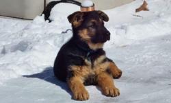 Beautiful German Shepherd pups-M/F...pups will have shots/dewormed
hip/health and Temperment GUARANTEE.
Heavy Boned and a couple WILL BE oversized. German Bloodlines
Grafental DDR / German Showline cross. This is repeat breeding producing fantastic dogs