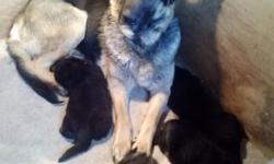 AKC German Sheperd pups - German blood line.
2 MALES AND 2 FEMALES. MALE $ 1000 & FEMALE $ 1200.
father is black & red . & mother . black & silver & tan.
JUST BORN READY .11/25/14. TAKING DEPOSIT
.
Shots and dewormed.
Please no emails. If interested