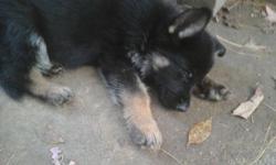 AKC registered German Shepherd pups available - ( m). Shots / dewormed. HIP, health and temperment guarantee. Parents and grandparents are on premises. Excellent bloodlines. 100 % lifetime guarantee. DDR / GERMAN SHOWLINE. Raised in the home.
One red