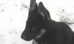German Shepherd pups available now. Nice heavy boned pups. All German bloodlines. 100 % lifetime guarantee. Shots / dewormed
parents and grandparents on premises. Raised in the home. Kid tested. Gorgeous red sables and black and red. Males/females.