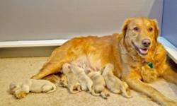 AKC Golden Retriever Puppies!!! Home raised with lots of love & I have Mom & Dad! Shots, wormed, vet checked. Eye/hip/heart cleared. Champion blood lines, AKC pure blood, w/papers starting @ $995.
Call today! (845) 325-3245