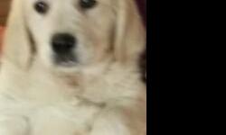 Beautiful English cream golden retriever puppies. Lovable and playful furballs looking for their forever homes, Family raised in my home with small children, dogs and cats. Born 10/23/2014, Blocky heads and stocky builds, 3 females and 2 males. Parents