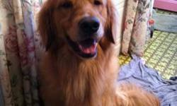 Intact healthy AKC Golden Retriever: microchipped, shots up to date, OFA hips good, OFA elbows normal, OFA heart & eyes certified. She is 6 years old. Price negotiable. All documents to follow her to her new home. Looking for a good home for her due to