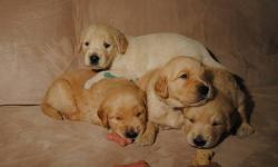I have golden retriever puppies that will be ready for there new forever home on June 27th. They are well socialized, well bred, partially house broken and raised in my loving home with daily handling from adults and children. Puppies are light to medium