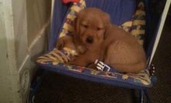 Akc golden retriever puppies for sale 4 males left vet checked first shots 500 located in bath New York
This ad was posted with the eBay Classifieds mobile app.