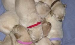 AKC registered Golden Retriever puppies for sale.
7 males available. Colors range from lighter golden to darker golden.
Family raised! Very well socialized around other animals, people, etc.
$700 each.
Good bloodlines.
Born April 29th. Will be ready at 8