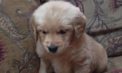 I have two golden retriever pups available a darker girl and a lighter girl. Raised in a happy. Healthy family oriented home. They will be wormed and first vaccines before leaving our care. Mother is akc registered and our family pet. Father is not on the