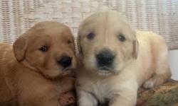 AKC Registered Golden Retriever puppies.
2 males and 2 females left.
Born 7/17/14. Will be ready to go the 2nd week of September at 8 weeks old (9/12/14).
Colors range from dark golden to light golden.
1 light female, 1 dark female. 1 dark male, 1 light