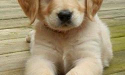 -Akc golden retriever pups
-Taking deposits with signed contract
-Expected date of birth 8-1-2016
-Expected date to go to forever homes 10-1-2016
Will be dewormed
Will have first set of vaccines
Will be on hard food
Will be potty training
Family raised