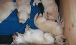 Daydream's Sunny Sadie and Yankee's Golden Glove Jeter Bear had a litter of beautiful Golden Retriever puppies on June 16. These puppies are being raised in our home with an older child, two other dogs, four cats and a house bunny. They are getting very