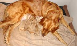 We have a beautiful new litter of seven, AKC Golden Retrievers.
ONLY 3 Boys and 1 Girl left.
The father is OFA hip certified with an "EXCELLENT" rating
Born June 29, 2016 ready for pick up August 24, 2016
$825.00 each. A $125.00 non-refundable cash