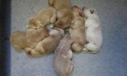 Family raised Goldens born April 2, 2014. We currently have 4 males and 3 females for sale to good homes. They come with AKC litter registration, vet-check, de-worming, 1st set of shots, starter kit and a toy of their choice. Ranging in colors from light