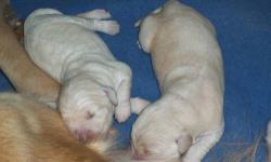 7 beautiful AKC Golden Retriever puppy's just born. 10/06/2012. 4 females & 3 males. They are being raised in my home with lot's of exposure to people and children. Momma is 2 years old, and this is her first litter.Each puppy will come with deworming