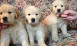 We have AKC Golden Retriever pups for sale. There are 4 boys and 1 girl left. The parents come from excellent lines and are hip certified. We are very confident in our puppies which is why we give a 2 year health guarantee.
Parents are on premises.