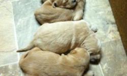 Our AKC Golden Retriever parents had a litter of pups 11/03 . 1 girl right now.We own both parents. The pups will be vet checked , first shots and wormed. They will also have papers for AKC , papers of parents bloodline, Handbook and toy.The parents are