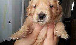 AKC golden retriever puppies male and females, both parents are our family pets. Mom is a small red and dad is a big blond puppies are looking more like dad. Puppies were whelped on 01/27/15. Puppies will come with first shot and a puppy pack please feel