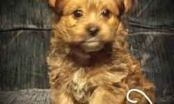 This little man is only going to be about 4lbs. He is stinking adorable! He still has his tail and dew claws. He has a dab of white on his mouth and chest. He is a gorgeous golgen sable black tipping. He will be lovable pet only. He nuzzles in your arms.