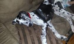 This is the last thing I want to be doing but unfortunately, due to my ex and her son moving out, i have to find a home for our 6-month old, Harlequin coat, male Great Dane. This dog is amazing. Great with kids, well mannered, house and lead trained,