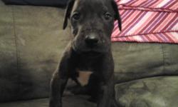 Adorable black with white male. He will be up to date on shots, deworming and will be vet checked. Will come with some Fromm Large breed puppy food to get him started. Both parents are our pets and kept indoors. He will be well socialized with dogs, cats,