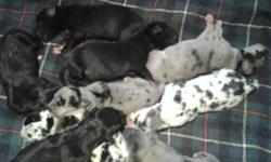 Beautiful litter born 9/6/14, ready for their new homes 11/1/14. These puppies are family raised and will come with a puppy pack, vet check, up to date on shots and worming, and contract/guarantee. Parents have excellent temperaments. More pictures