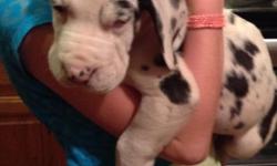 AKC Great Dane puppies, 1 harlequin female $1500 heavily marked . The parents have wonderful dispositions and would love to meet you. Puppies have appropriate shots and regular worming. All puppies come with a health guarantee. Our dogs come from some of