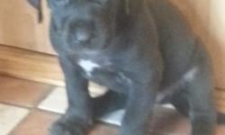 Gorgeous Blacks males and females. One male Merle also. Will have health certificate, 1st shots and wormed. $800-$1000. 518-585-7628.