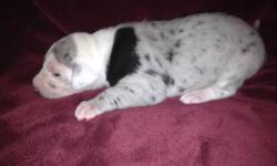 I have 7 gorgeous 70% Euro Great Dane Puppies. They were born 10/10 they will be ready for their new homes on 12/8. The parents are OFA tested and have championfilled pedigrees. The Sir is a Euro import. Prices are 800-1400 for limited reg. full might be