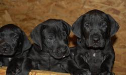 6 Gorgeous pups 4 males 2 females. Vet exam health cert. ready now. $800.00 for Blacks $1200.00 for Big Blue male . All pups are big boned. I own both parents.