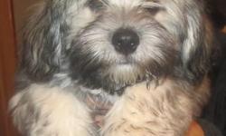 Havanese sable male born Sept 8, 2012
Reeses is perfect. I was planning on keeping him to show but recent life developments are going to keep me busy this spring so I will not have the time. Looking for a great home for this gorgeous boy.