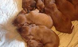 Irish Setter pups that will be ready for their new homes in the middle of May..
This is an active breed that requires room to run.
The pics of the older ones are the siblings from the last litter..The sire was neutered last week and mom will get spayed