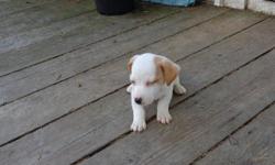 Available are 1 male and 1 female jack russell puppies. Born 3-27-14 they are white with tan markings. They are short legged and smooth coat. They are vet checked with first shots, dew claws removed, tails docked, and wormed. They love to run and play and