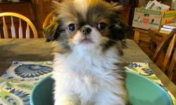 AKC JAPANESE CHIN PUPPIES.Raised with TLC. Fed a super premium holistic puppy food. Parents are our family pets.Given age appropriate shots. 2 boys available are red sables. Smaller male is Shanghai. Other boy with wider white blaze on forehead is