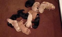 Akc lab puppies. Takung deposits to hold now. Please contact. 315-222-6235
This ad was posted with the eBay Classifieds mobile app.