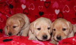 AKC Labrador Retriever Puppies- 6 males still available. First Shots, vet checked, dewclaws removed, papers Parents on premises.