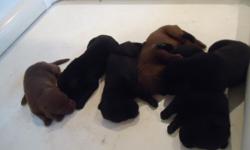 Taking deposits on puppies get yours now before there gone. I have 2 black males left for there new forever homes. Parents are on premises. Labs come with akc papers, first shots, dewormed by the vet and they will have a vet health certificate.Puppies are