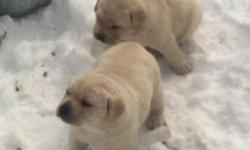 Parents are both from champion bloodlines, bred for disposition and show. Also love to hunt. Both parents on premise, more pictures available upon request. Pups ready for pick up March 14th. Call John at 585-259-2264 for more information.