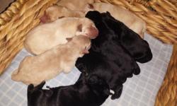 AKC Labrador Retriever puppies. They will be ready on July 24th. Taking deposits now. Each puppy comes with his or her 1st vaccine, de-wormed 4x, health certificate, and AKC puppy pack. I have Blacks and Yellows (some are darker than others). Males and