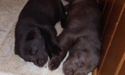 For sale are 9 chocolate purebred lab puppies born on April. 7, 2014..6 males and 3 females..$600 for males and $650 for females..puppies come with first set of shots, papers, and are dewormed...puppies are handled every day for socialization...ready to